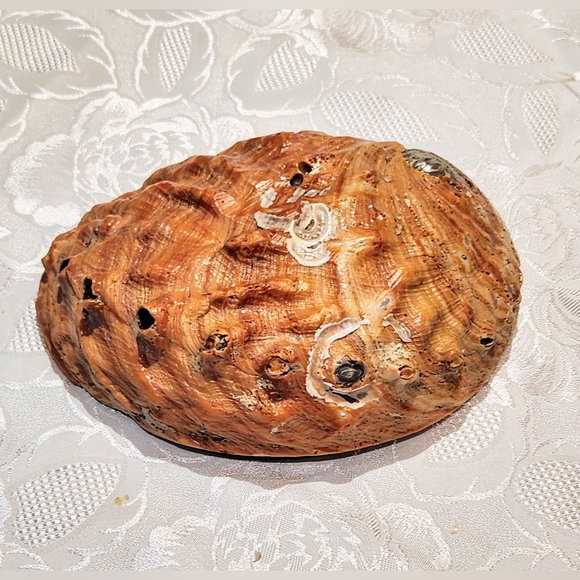 Big red Abalone Shell - Picture 7 of 9